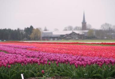 Foto van een tulpenveld in Drechterland