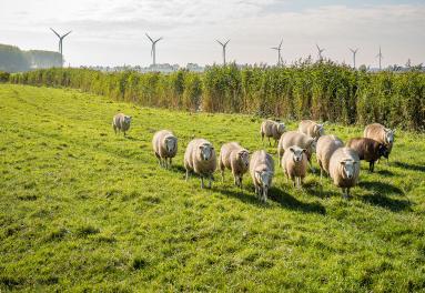 Foto van schapen in een weiland met windmolens op de achtergrond