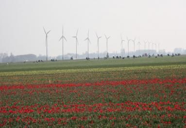 Foto van tulpenveld met windmolens
